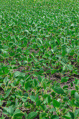 Soybean field in summer