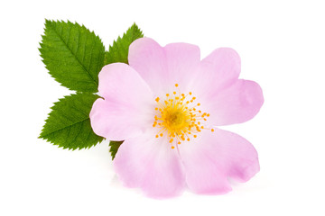 Rosehip flower with leaf isolated on white background © kolesnikovserg
