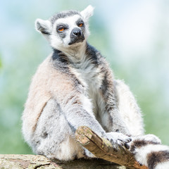 Portrait of ring-tailed Madagascar lemur at smooth background