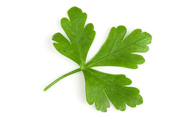 green parsley leaf isolated on white background. Top view