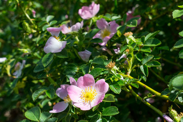 Wild rose closeup