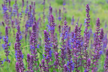 Wild sage flowers