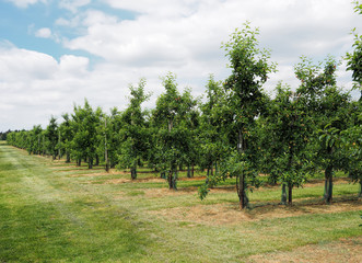 Fototapeta na wymiar Apfelplantage, Obstanbau, Äpfel