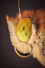 Extreme magnification - Butterfly head