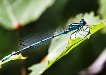 Dragonfly sitting on a leaf