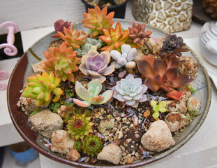 Turquoise succulent echeveria in pots in cactus garden