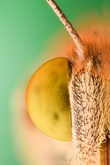 Fototapeta premium Extreme magnification - Butterfly head