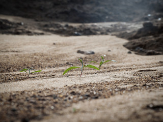 Small green plants growing among the sand in the desert