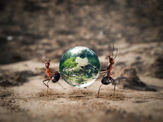The ants carry the green planet through the dry Sands