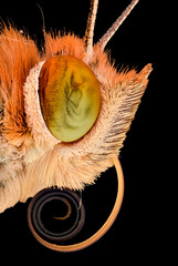 Extreme magnification - Butterfly head