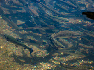 Forellen Fischzucht