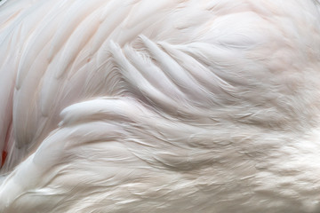 close up  flamingo wings texture - 160810169
