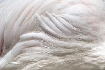 Foto op Canvas close up  flamingo wings texture © joesayhello