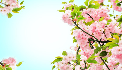 Tree blossoms on sky background