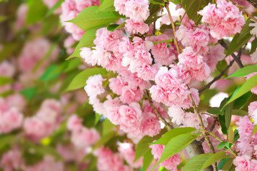 Blossoming branches of cherry tree, closeup