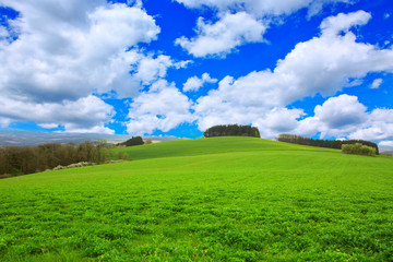 Green Grass Field Landscape and blue sky.