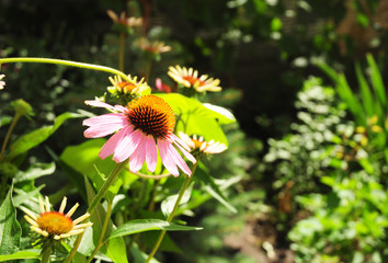 Echinacea purpurea (eastern purple coneflower or purple coneflower) flowers in bloom in the garden in morning light. Echinacea purpurea is used in folk medicine.