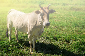 Naklejka na ściany i meble Brown cow in a meadow with light sunshine.