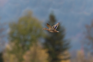female mallard (anas platyrhynchos) during flight with trees