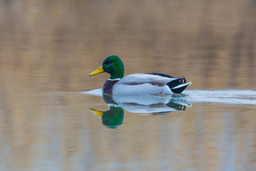 natural male mallard duck (Anas platyrhynchos) swimming