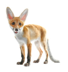 Cute fox cub isolated on white