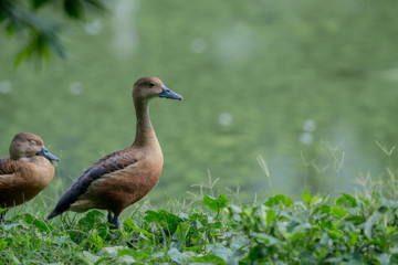 Lesser Whistling Duck