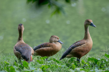 Lesser Whistling Duck