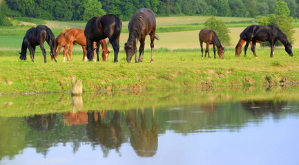 river horses, a group of young horses grazing at the river side