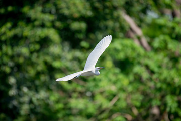 flying heron bird