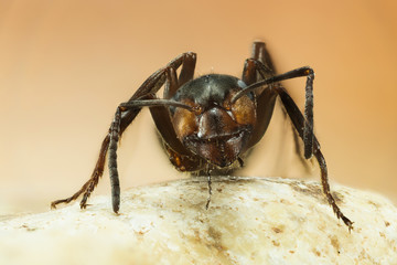Focus Stacking - Wood ant, Ant, Ants, Formica rufa