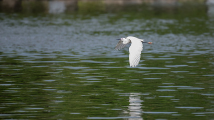 flying heron bird