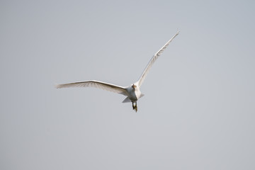 flying heron bird