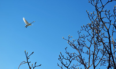 Beautiful scenery of spring season