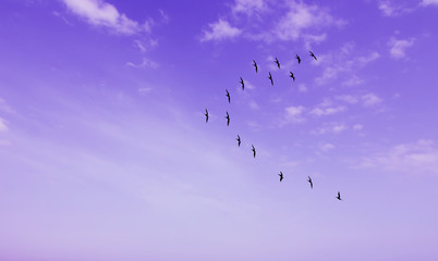 Birds at sunrise autumn or spring concept