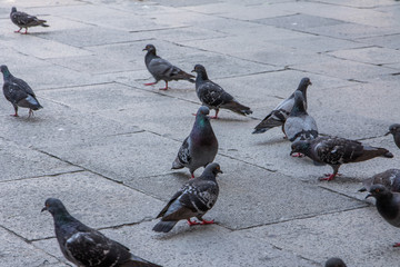 Tauben am Markusplatz in Venedig