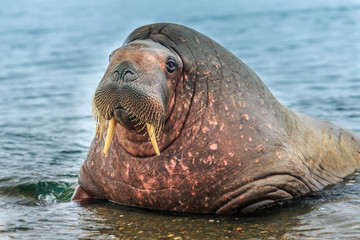 Obraz premium Walrus ( Odobenus rosmarus )