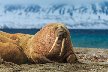 Walrus ( Odobenus rosmarus )