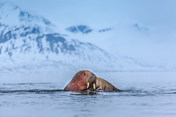 Fototapeta premium Walrus ( Odobenus rosmarus )