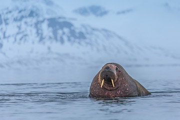 Walrus ( Odobenus rosmarus ) © vaclav