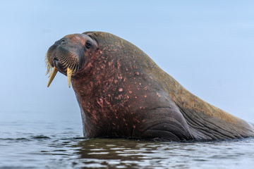 Walrus ( Odobenus rosmarus )