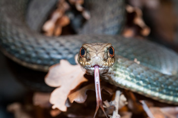 Montellier snake face Malpolon insignitus
