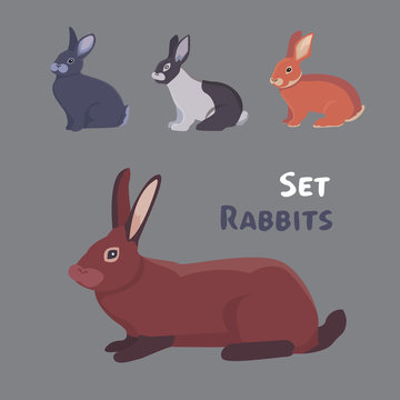 vector illustration of cartoon rabbits different breeds. Fine bunnys for veterinary design.