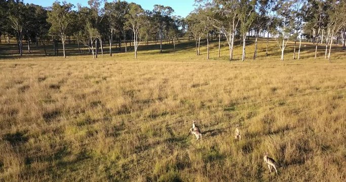 Group of Australian kangaroos outdoors during the day in a country field.
