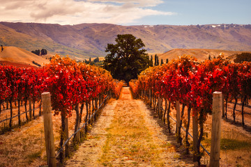 Autumn view of vineyard rows with the tree, New Zealand
