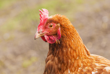 Chicken portrait. Close up of hen face on pasture.