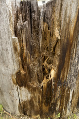 Closeup of seamless texture of old wood with cracks pattern