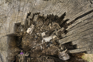 Closeup of seamless texture of old wood with cracks pattern