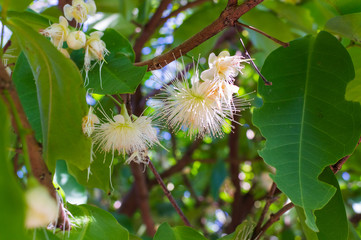 Blossom of fruit trees