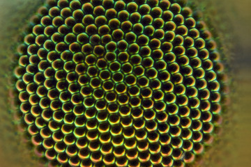 Extreme magnification - Crane fly compound eye under the microscope at 40:1