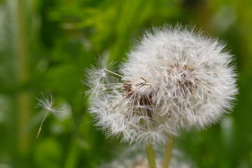 crumbling dandelion on a green background